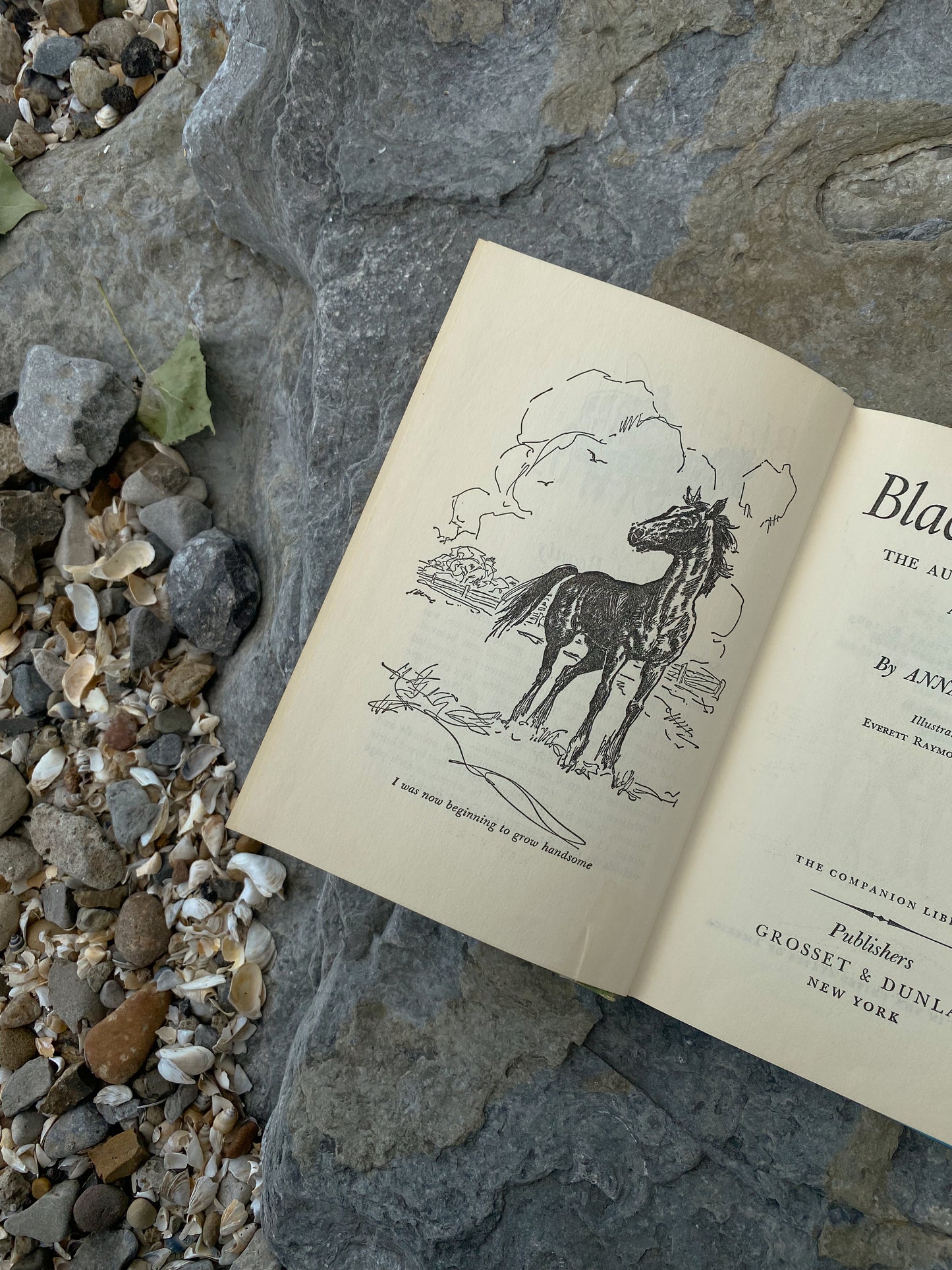 Vintage Black Beauty Hardback